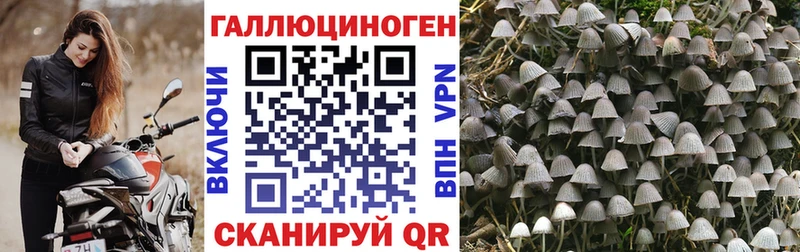 Купить закладки Грязовец Псилоцибиновые грибы Psilocybe